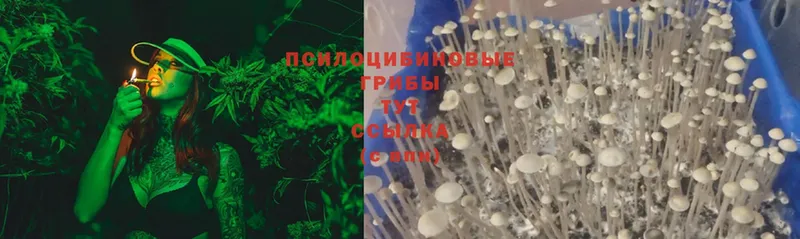 Псилоцибиновые грибы Psilocybine cubensis  Верхоянск 